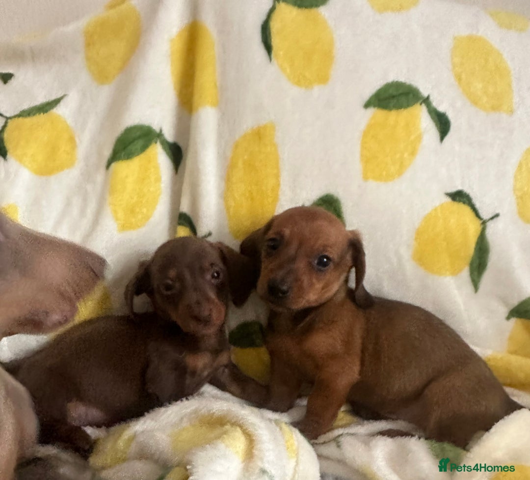 Dachshund dogs for sale: Outstanding dachshund puppies - Image 3