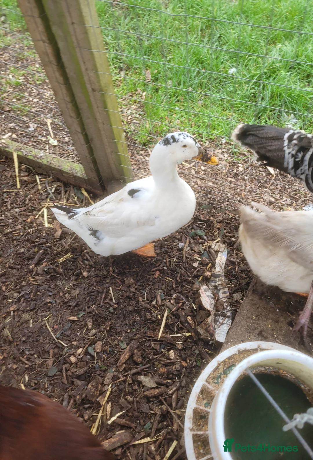 Lovebirds birds for sale: Female Magpie duck for sale - Advert 3