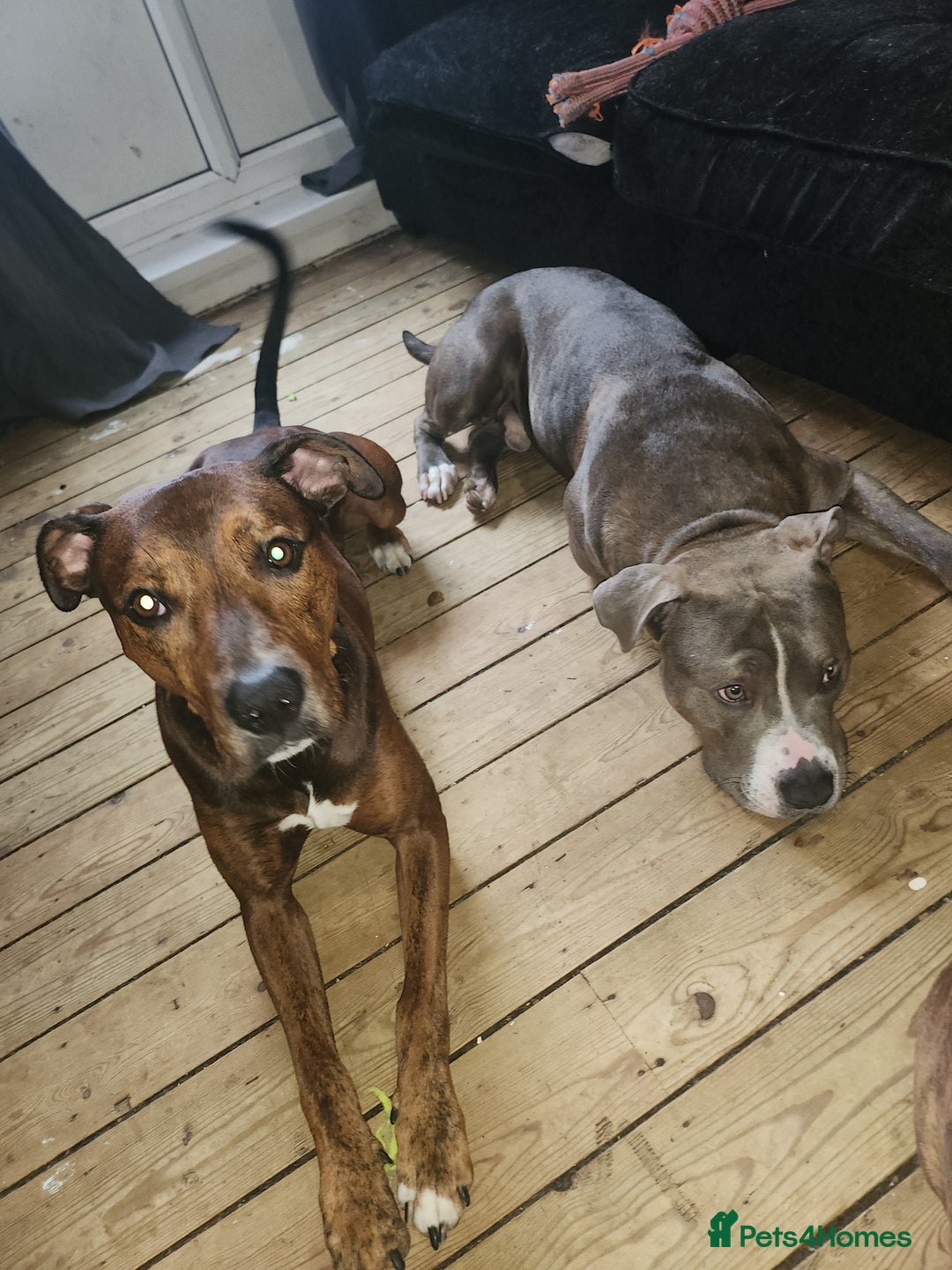 Mixed Breed dogs for sale: Millow 12 months - Image 6