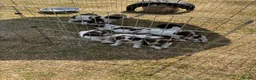 English Springer Spaniel dogs for sale: English springer spaniel puppies for sale  in Abergele - Advert 8