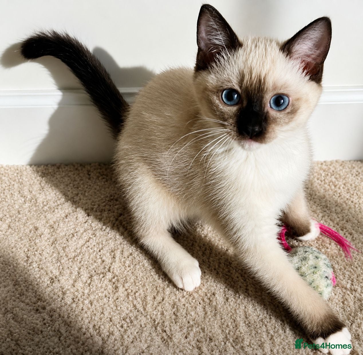 Siamese cats 3 Stunning Traditional Applehead Siamese Kittens - Advert 2