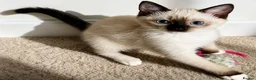 Siamese cats for sale: 3 Stunning Traditional Applehead Siamese Kittens - Advert 1