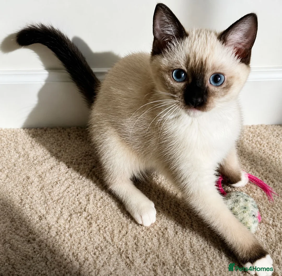 Siamese cats for sale: 3 Stunning Traditional Applehead Siamese Kittens - Advert 1