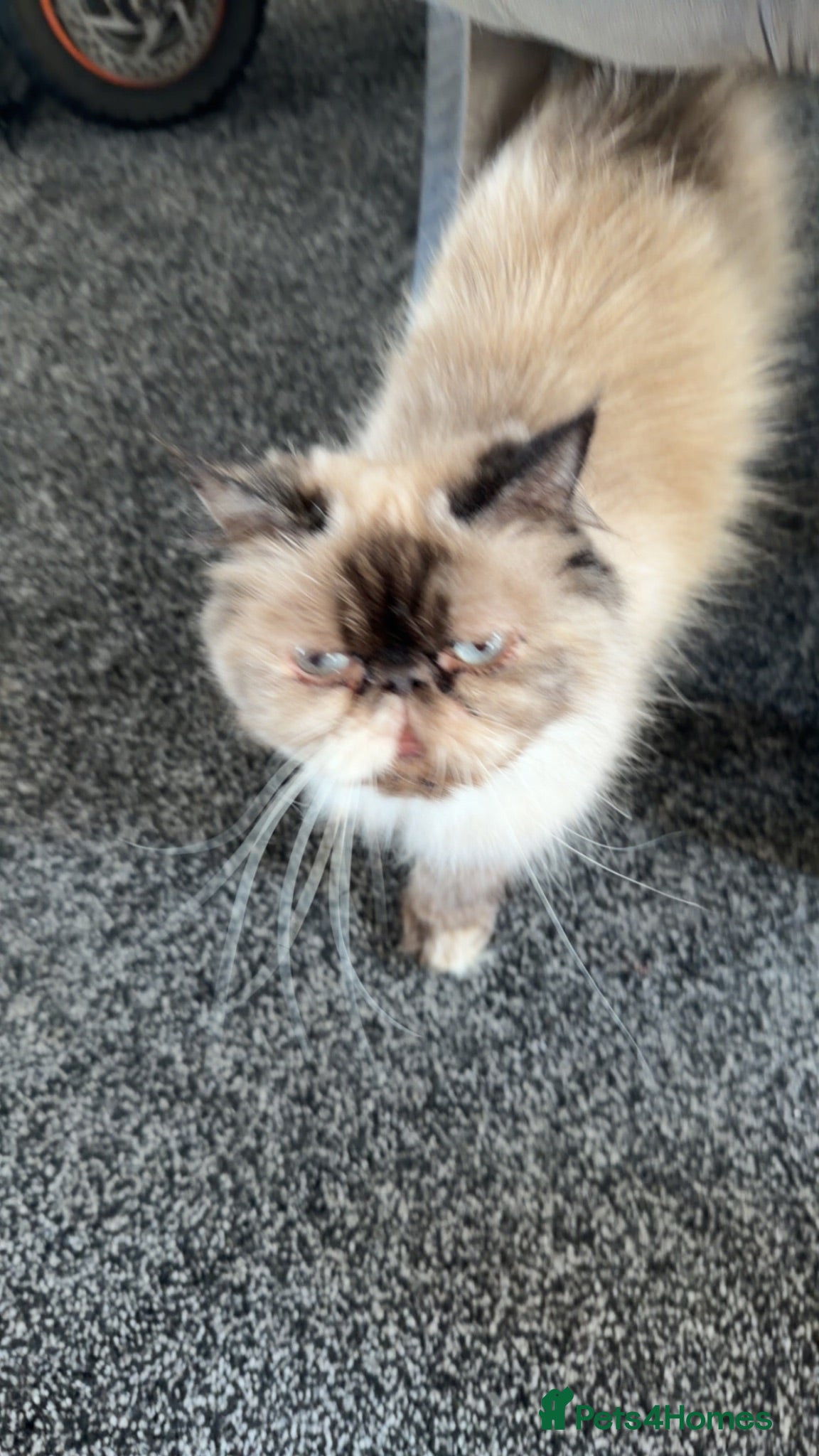 Mixed Breed cats Himacoons Himalayan x Mainecoon  - Advert 11
