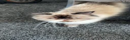 Mixed Breed cats for sale: Himacoons Himalayan x Mainecoon  - Advert 1