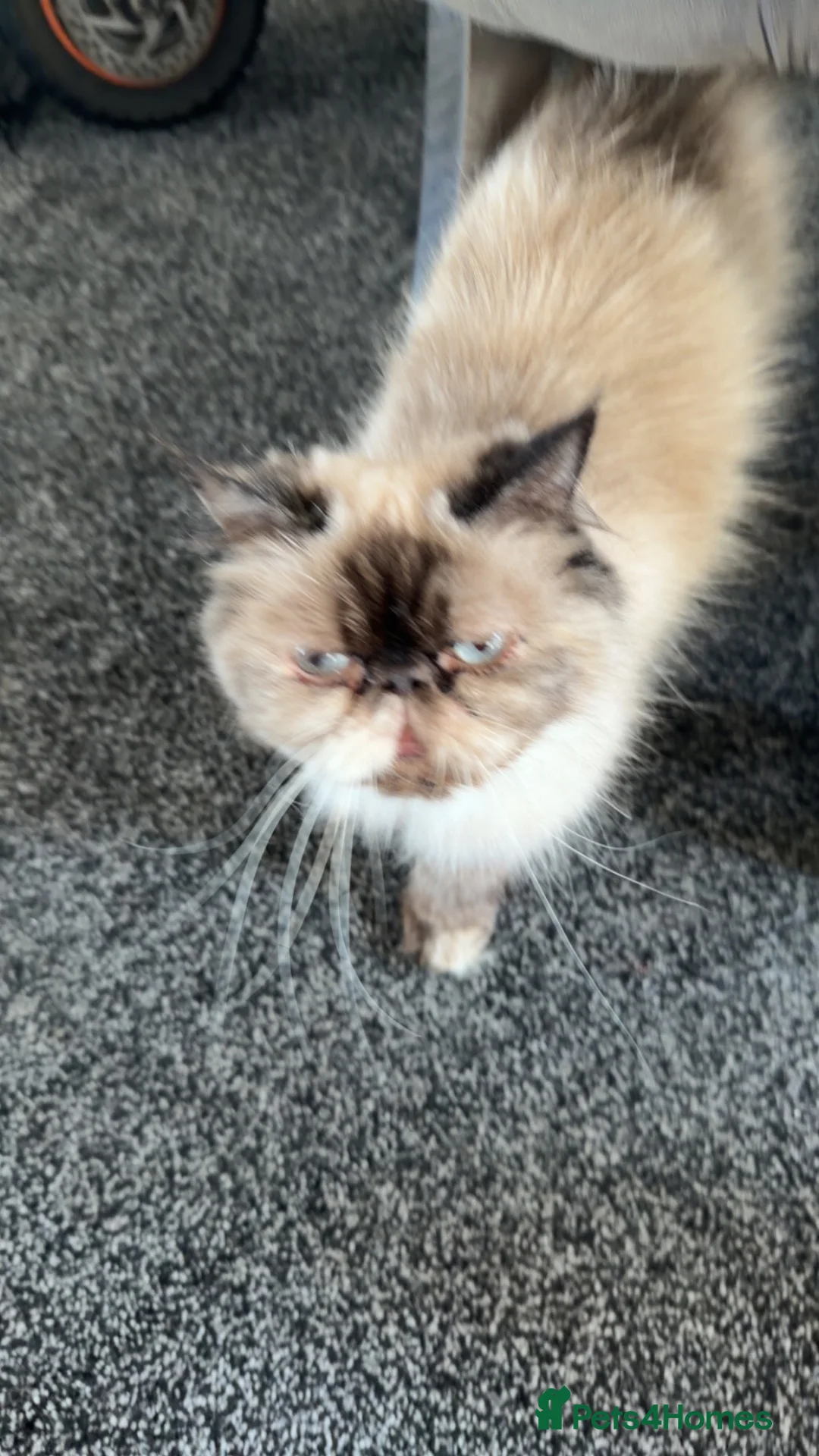Mixed Breed cats for sale: Himacoons Himalayan x Mainecoon  - Advert 1