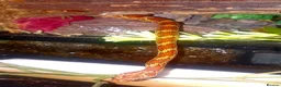 Corn Snake reptiles for sale: Corn snakes forsale 2025 corn snakes 2026 clutches - Advert 13