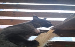 Maine Coon cats for sale: Maine Coon XL - Advert 2