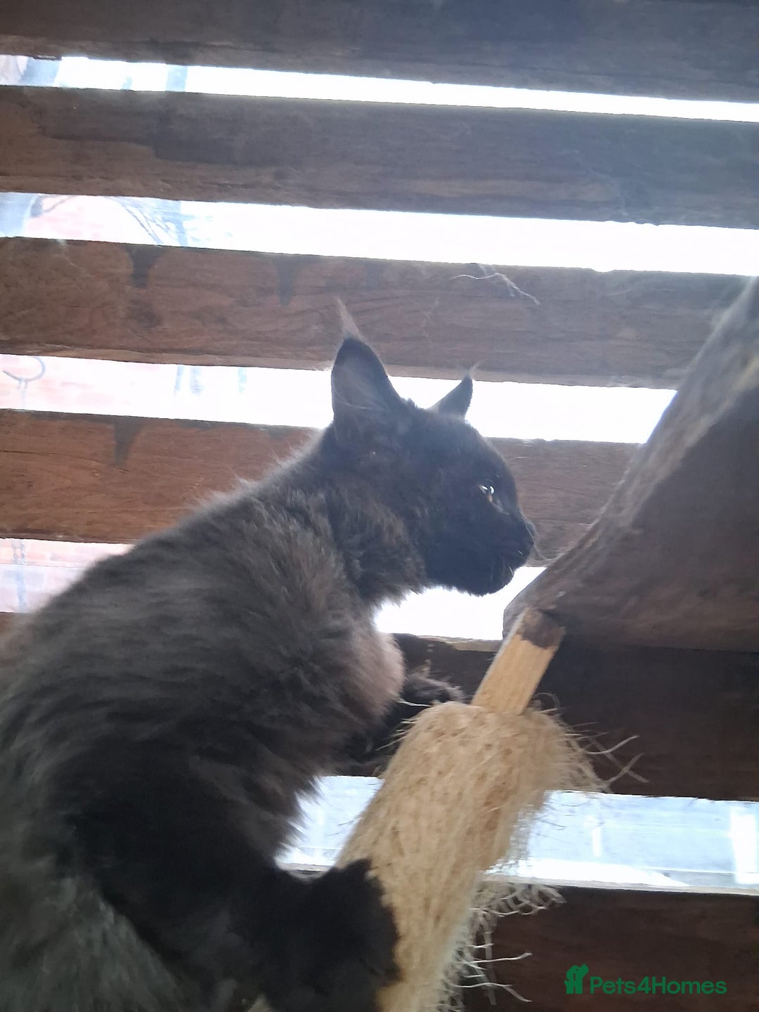 Maine Coon cats for sale: Maine Coon XL - Advert 2