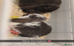 Mini Lop rabbits for sale: Brown n white mini lop for sale  - Image 8