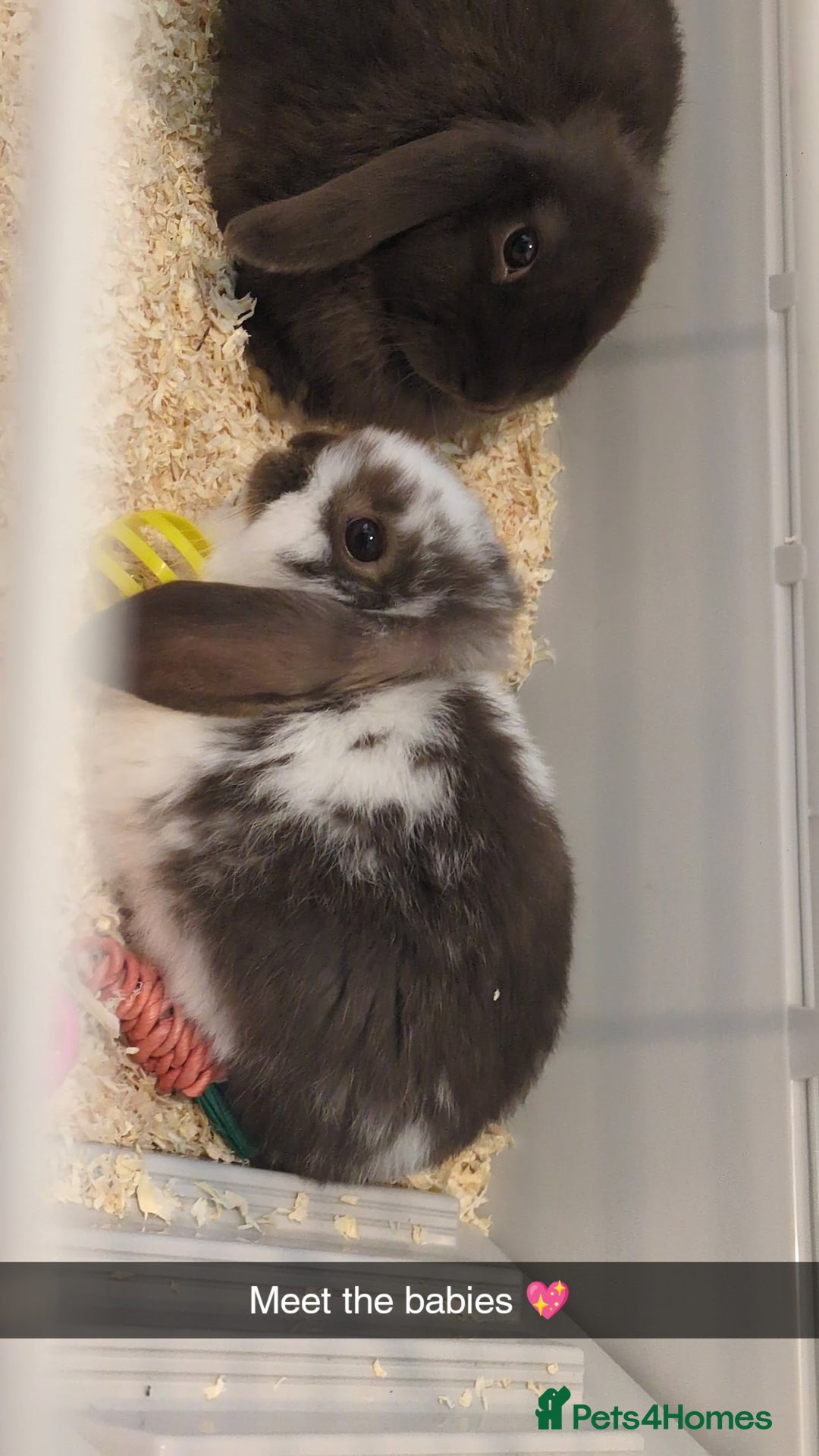 Mini Lop rabbits for sale: Brown n white mini lop for sale  - Image 8