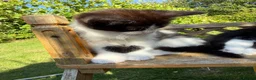 Mixed Breed cats for sale: Half Maine Coon Kittens - Beautiful Pair 🐾 - Advert 20