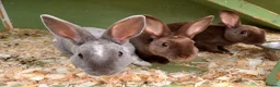 Rex rabbits for sale: 3 beautiful Rex males - Advert 1