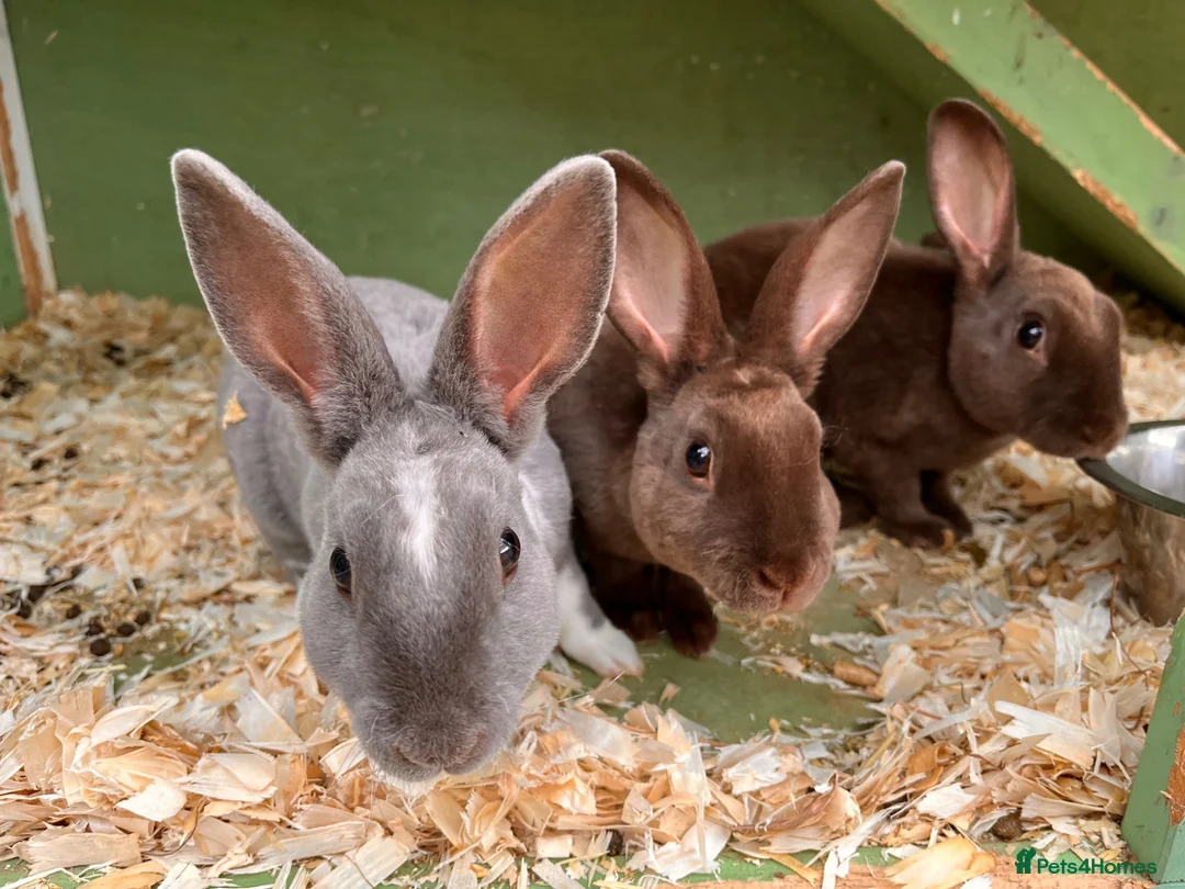 Rex rabbits for sale: 3 beautiful Rex males - Advert 1