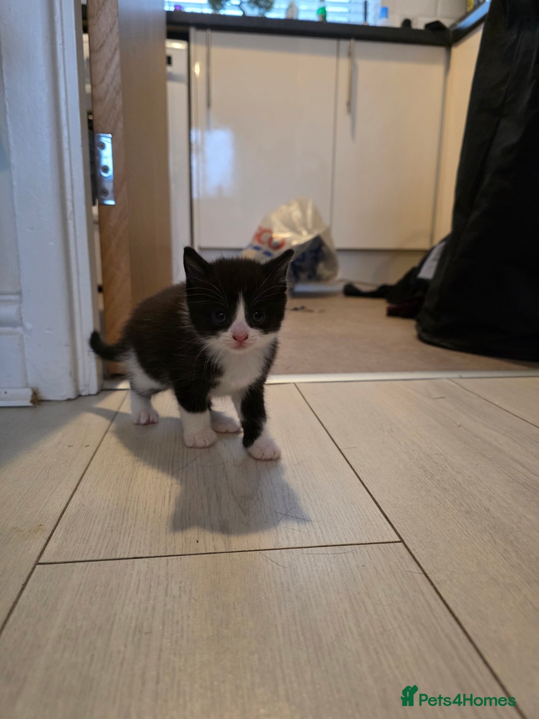Mixed Breed cats for sale: Kittens for sale - Advert 4