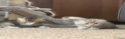 British Shorthair cats for sale: Scottish Fold/ Straight kittens available now - Advert 5