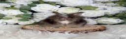 Angora rabbits for sale: Vaccinated Purebred English Angoras - Advert 4