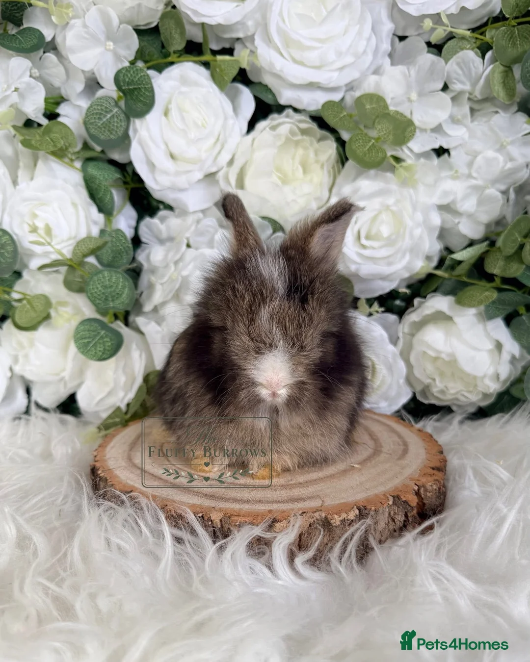 Angora rabbits for sale: Vaccinated Purebred English Angoras - Advert 4