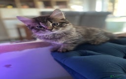 Mixed Breed cats for sale: Mix breed beautiful kittens - Image 10