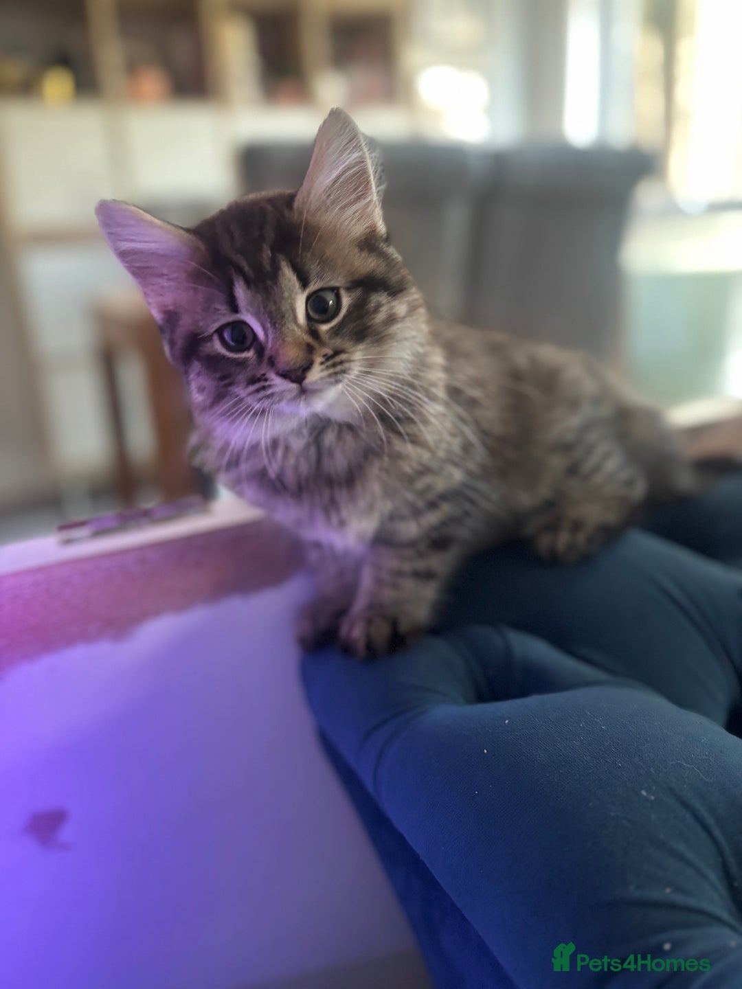 Mixed Breed cats for sale: Mix breed beautiful kittens - Image 10