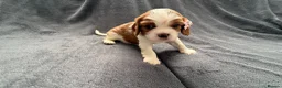 Cavalier King Charles Spaniel dogs for sale: Sweet RKCR Cavalier King Charles Spaniel Puppies - Advert 26