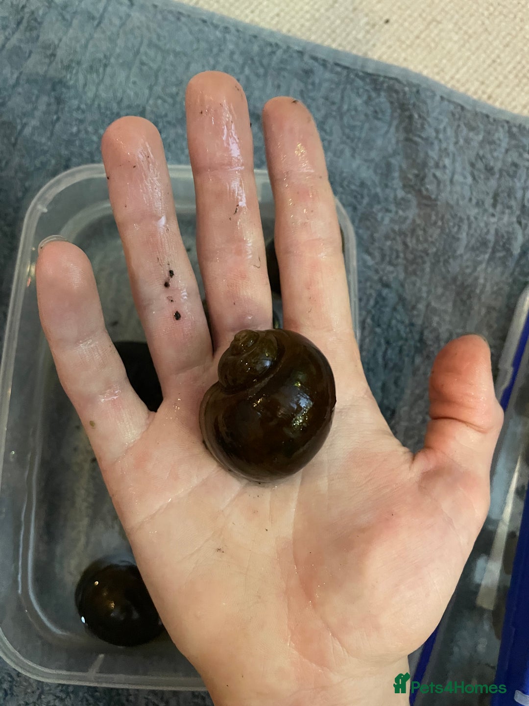Snails invertebrates for sale: 10x golden apple snails (young) - Image 2