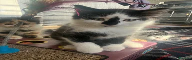 Domestic Shorthair 1 