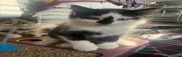 Domestic Shorthair cats for sale: 4 Domestic Shorthair Kittens   - Advert 9