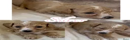 Maltipoo dogs for sale: F1 Maltipoo Pups  - Advert 2