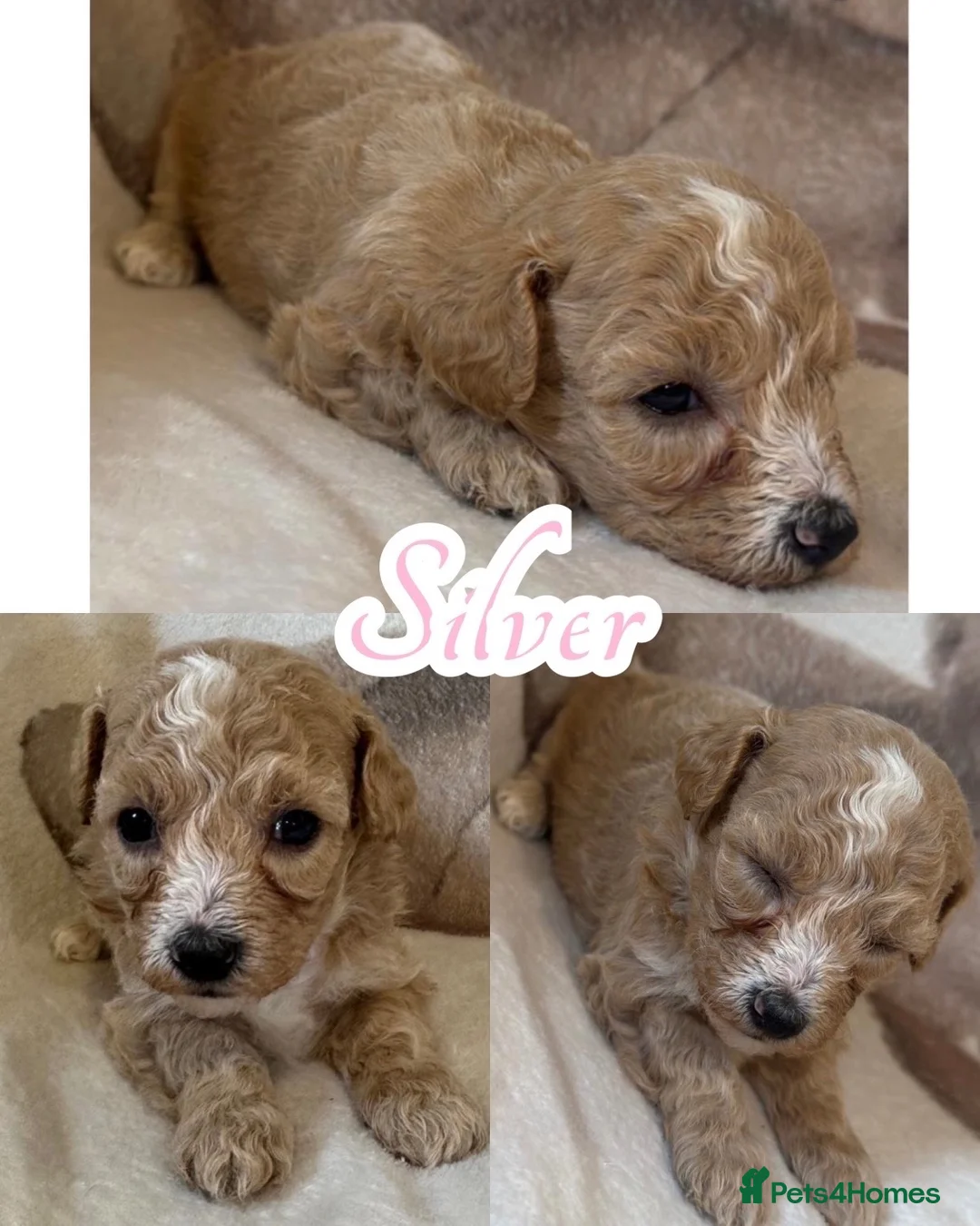 Maltipoo dogs for sale: F1 Maltipoo Pups  - Advert 2