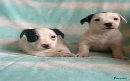 Jack Russell dogs for sale: Miniature Jack Russell - Image 2