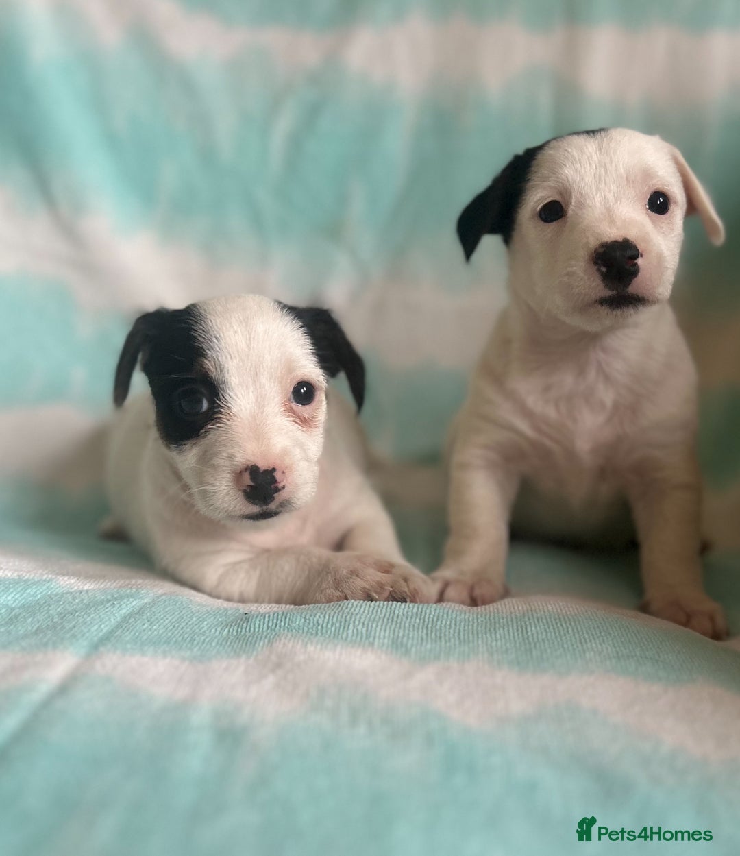Jack Russell dogs for sale: Miniature Jack Russell - Image 2