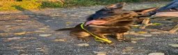 German Shepherd dogs for sale: Male German Shepard  - Advert 2