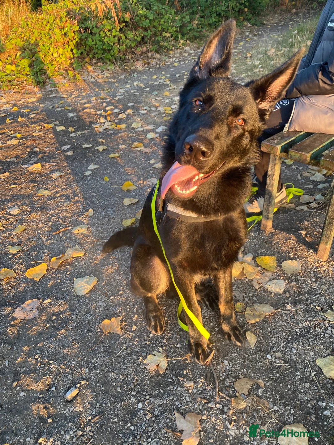 German Shepherd dogs for sale: Male German Shepard  - Advert 2