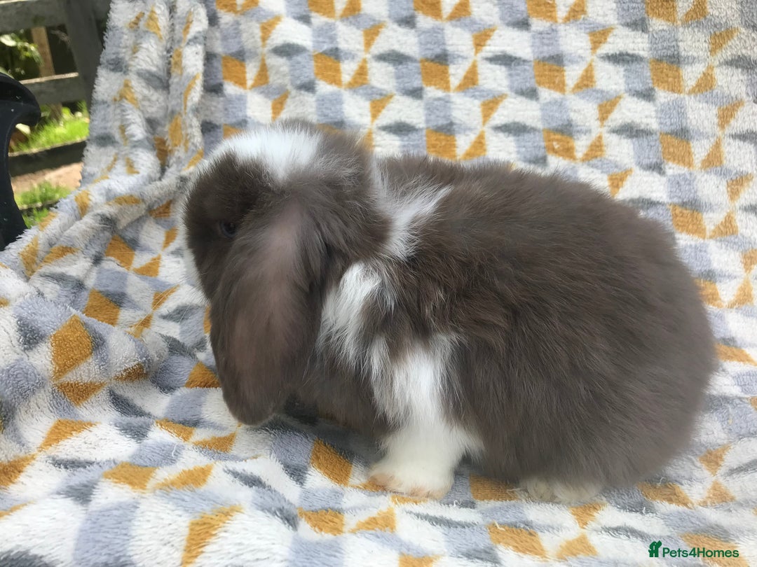 Mini Lop rabbits for sale: Beautiful mini lops for sale  - Image 7