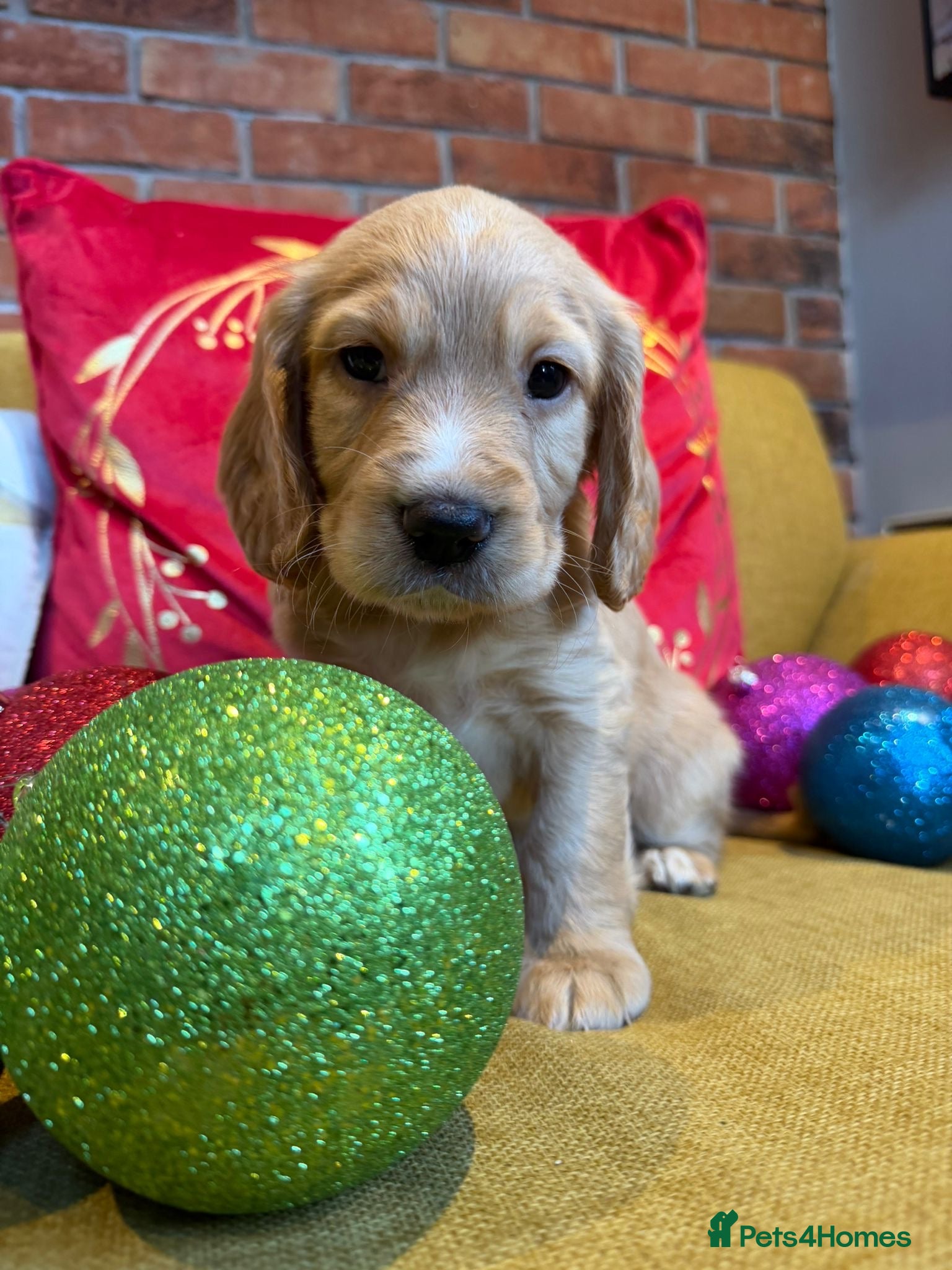 Cocker Spaniel dogs 1 Golden Boy left KC Registered Working cocker   - Advert 2