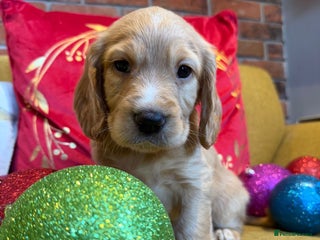 Cocker Spaniel dogs 1 Golden Boy left KC Registered Working cocker - Advert 9