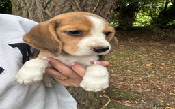 Beagle dogs for sale: BEAUTIFUL KC REG BEAGLES  - Image 3