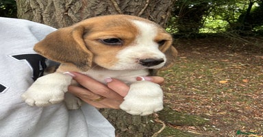 Beagle dogs - Advert 1