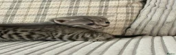 Mixed Breed cats for sale: Bengal x kittens  - Advert 6