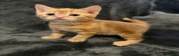 Mixed Breed cats for sale: Adorable little kittens. Mixed breed.  - Advert 14