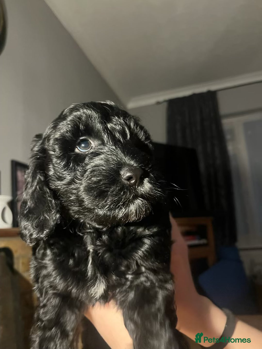 Cockapoo dogs for sale: Ready now black baby girl cockerpoo - Advert 2