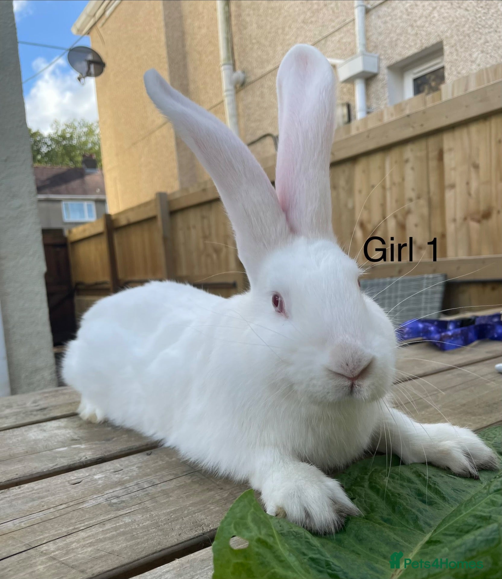 Continental Giant rabbits 💖 14 week old continental giants💖 - Advert 19