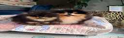 Pomeranian dogs for sale: KC Registered Black & Tan Pomeranian Boy Puppy  - Advert 6