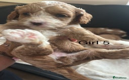 Cavapoo dogs for sale: One girl left has come available  - Image 25