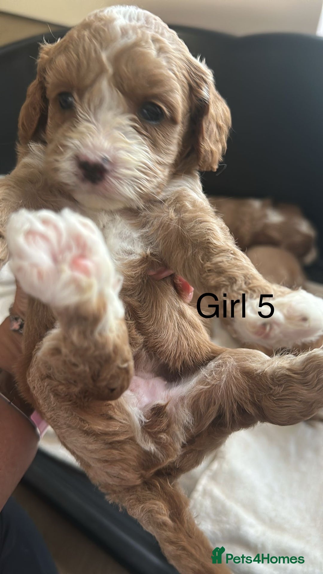 Cavapoo dogs for sale: One girl left has come available  - Image 25