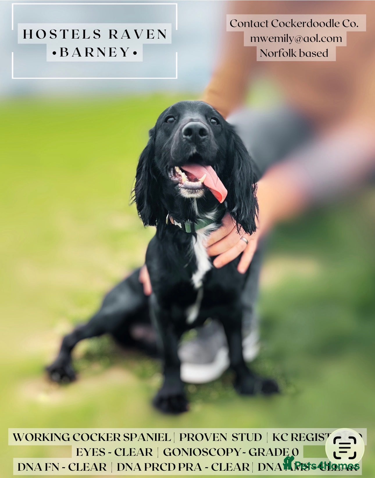 Cocker Spaniel dogs Barney- KC registered Stud dog for rehoming - Advert 3