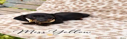 Miniature Dachshund dogs for sale: Blue and tan and Black and Tan Dachshund - Advert 15