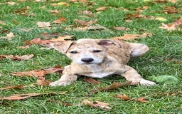 Mixed Breed dogs for sale: Deerhound greyhound collie puppies  - Image 7