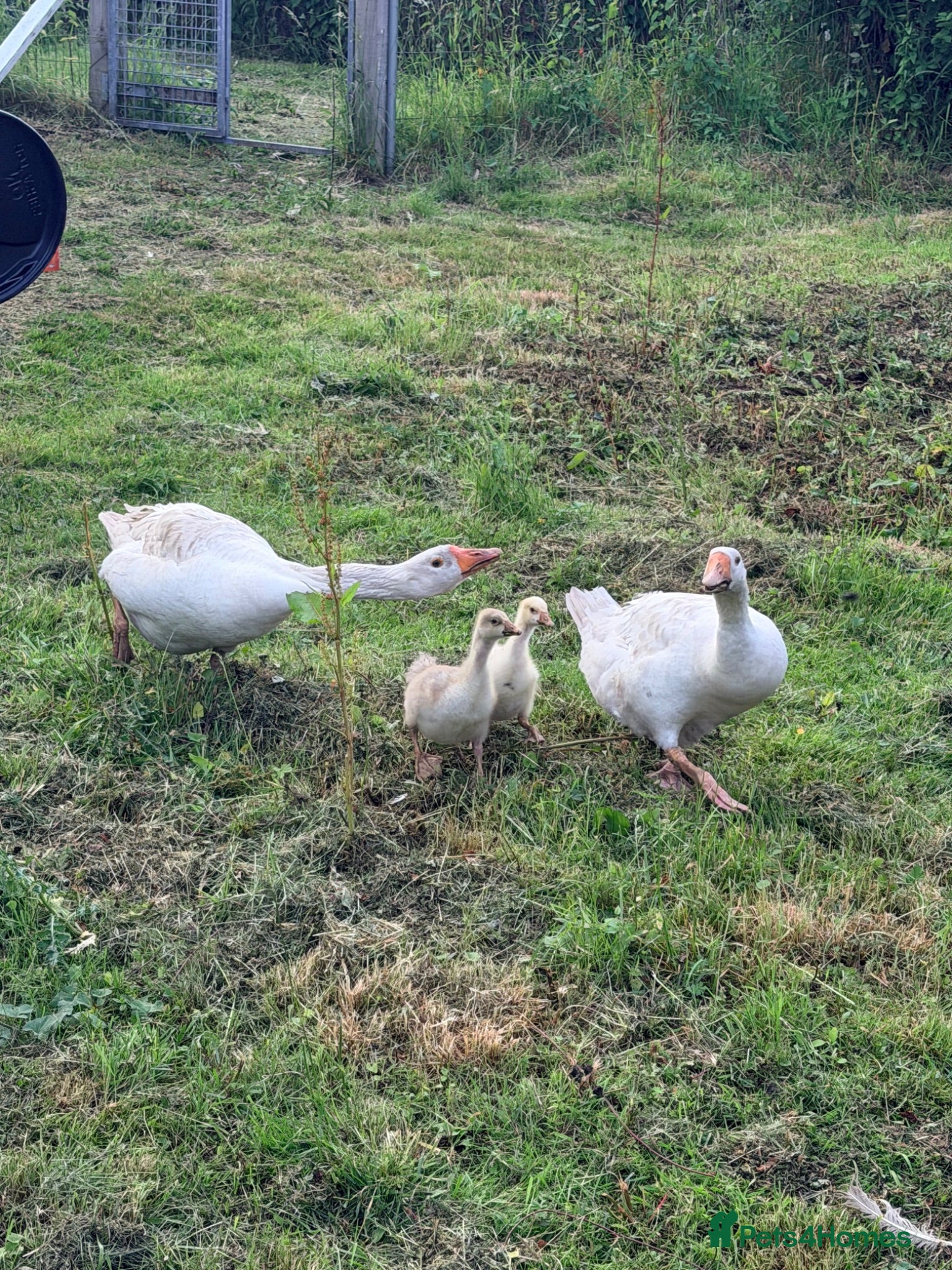 Geese poultry Embden goslings  - Advert 8